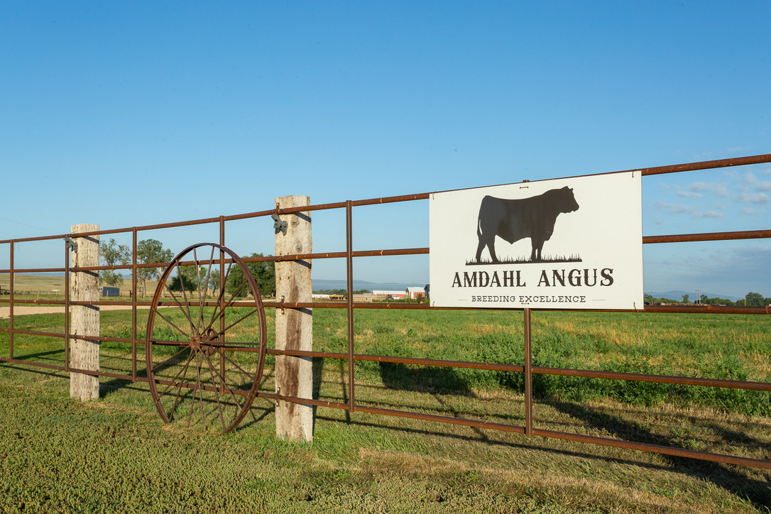 Angus Sign Amdahl Angus - Premium Registered Angus Cattle | Bull Sale December 13 ...