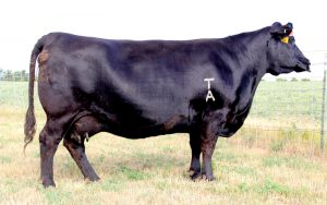 014-donor-cow-linebred-x-anchor
