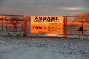 Amdahl Angus & Hereford Ranch
